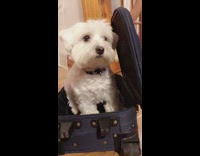 Small white dog sits blue luggage suitcase 
