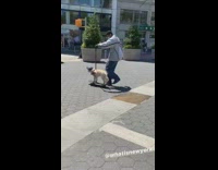 Brown dog black hat skateboard leash kickflip 