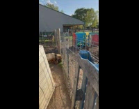 Buck rams its metal fence cage at the farm