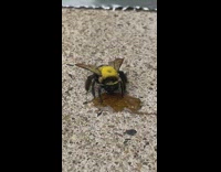 Bee drink maple syrup on ground pollen