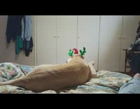 Dog tries to take headband off neck 