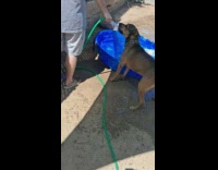 Brown dog bite water from hose pool