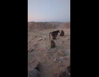Submitter films sunrise baboon fart on video