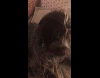 Woman fails to get dog off the bed 