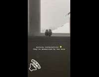 Two grey birds on window looking at snow chirping