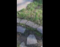 Squirrel carries the baby squirrel back to their nest