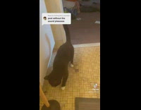 Cat moves to sound of beat boxing 