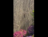 Rat seen in flower shop