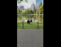 Girl black jacket sit grass park pond