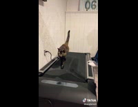 Collab Clips MPUGC2 - Black and Brown Cat on Treadmill with Boy