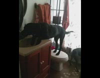 black dogs standing on toilet and drinking from sink 