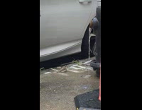 Bird takes bath at water splashes along the street 