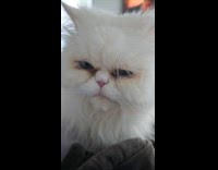 White Persian cat lick nose slow motion