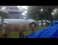 Wild fox near the filmer that camped outside