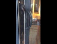 Collab PLC - Cat climbs the screen door in compilation