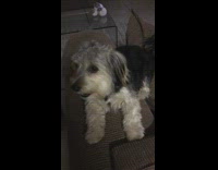 grey dog whining on couch