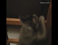 Collab AnimalsDT - Black Cat Climbing Up Bunkbed Ladder