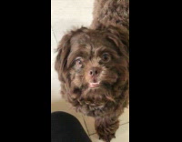 Filmer make owl sound dog head tilt