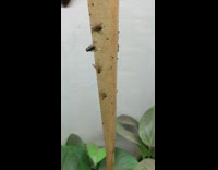 Fly on pole make engine sound garden