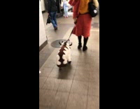 Collab Subway Creatures - Avatar walks with Appa in subway station