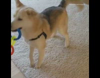 Dog runs moves rug around toy