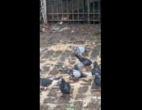 Pigeons and rats eat the garbage leftovers