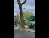 Guy in Black Spins Around Tree 