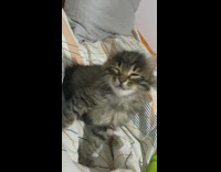 Sleepy Kitten Almost Falls Asleep on Bed