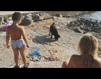 Black dog yellow collar plays with crab 