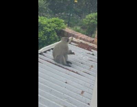 Grey monkey on roof taste worm candy