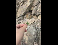 Girl feeds chipmunk lettuce salad mountain hole 