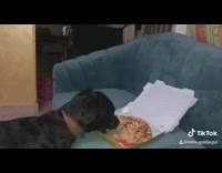 Black dog eats pizza on blue couch 