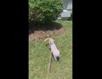 Pig carries watermelon rind across grass 