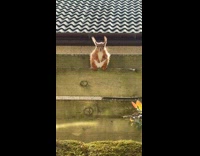 Chonky squirrel sitting on edge of fence
