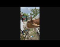 Cattle paints in the canvas with its nose