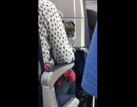 Small dog sitting on womans lap on airplane