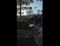 black and white puppy rides on car window