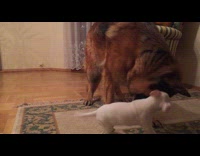 Puppy tries to jump at big dog