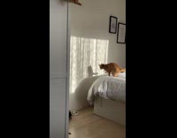 Collab Clips MPUGC - Cat playing with its shadow 