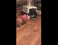 dog pink sweater tiny pig playing