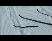 Black snake crawls across fresh snow 