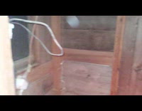 Hen Sleeps on Top of Another Hen