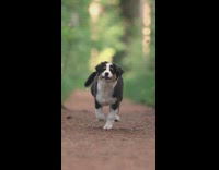 Small puppy runs towards filmer with ears flopping