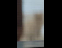 Cat in front yard staring into house walkway