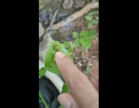 Caterpillar shows horns when touched in slow motion