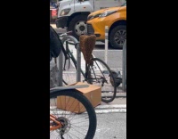 Bee swarm hive on the bike seat Part 2