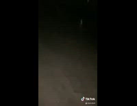 Penguin walking on beach at night 