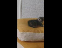 Kitten on orange pillow tries to catch tail 