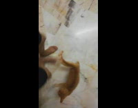 Orange kitten follows black shorts guy barefoot