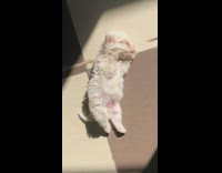Small white pet dog lay down tiles sunlight